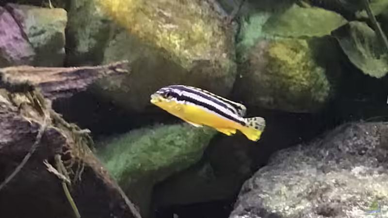 Besatz im Aquarium Malawi Mix &amp; Friends von Wolli (11)