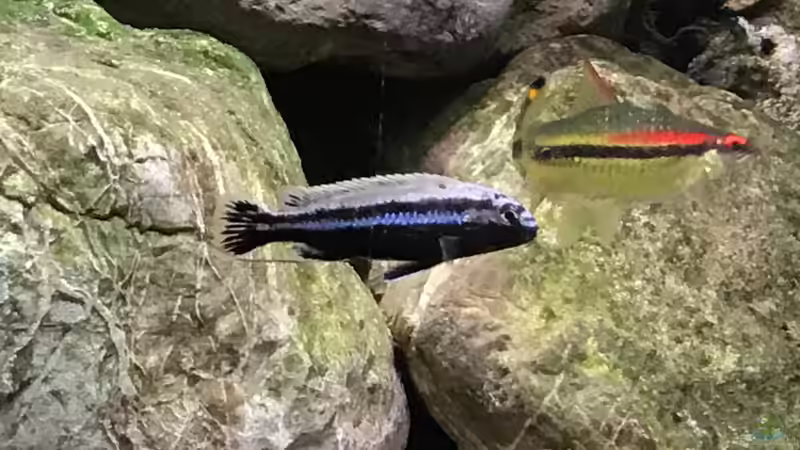 Besatz im Aquarium Malawi Mix &amp; Friends von Wolli (9)