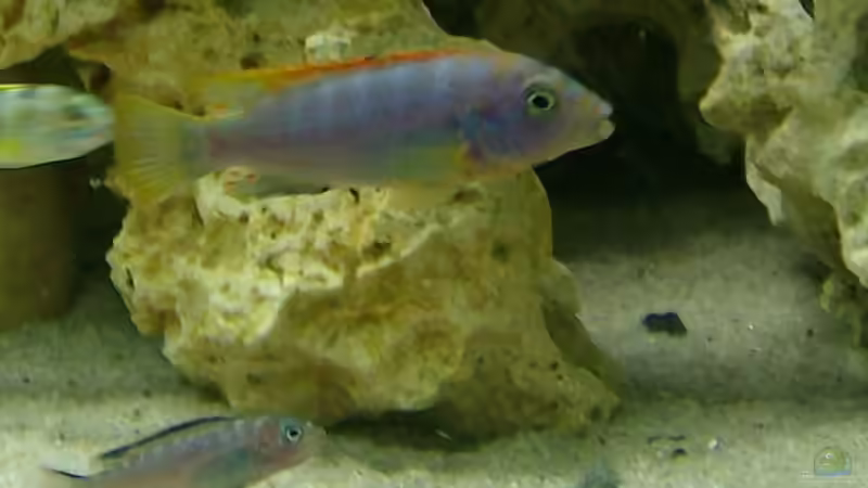 Besatz im Aquarium Malawi-Nature von MiCa (10)