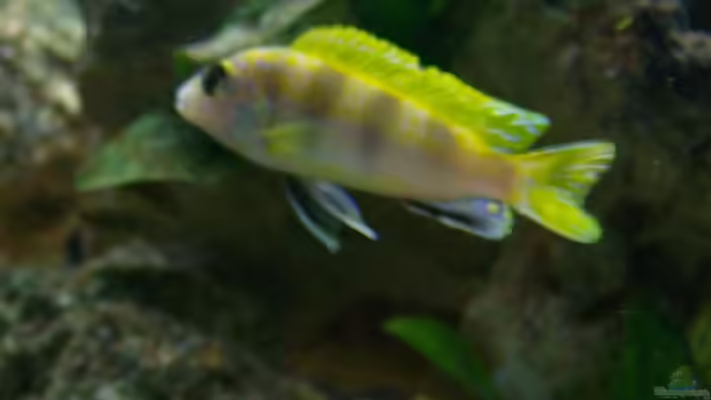 Besatz im Aquarium Malawi-Nature von MiCa (11)