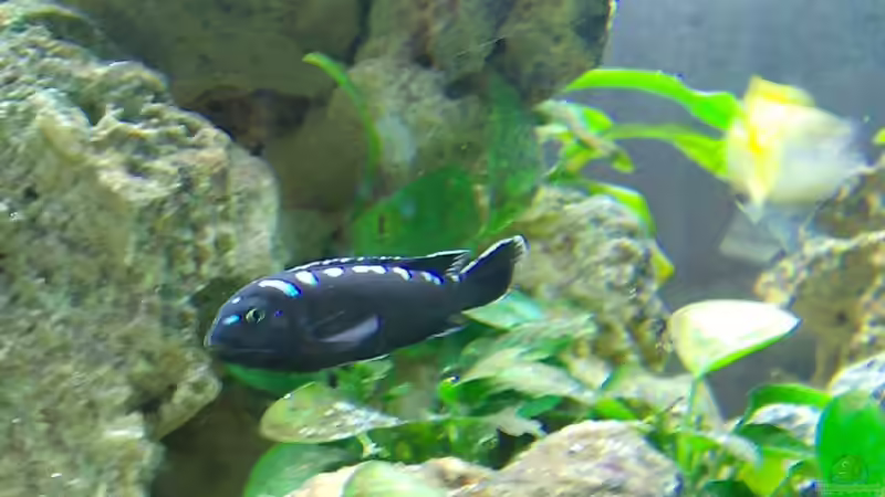 Besatz im Aquarium Malawi-Nature von MiCa (12)