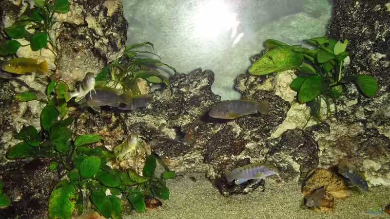 Besatz im Aquarium Malawi-Nature von MiCa (13)