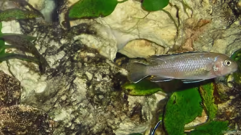 Besatz im Aquarium Malawi-Nature von MiCa (16)