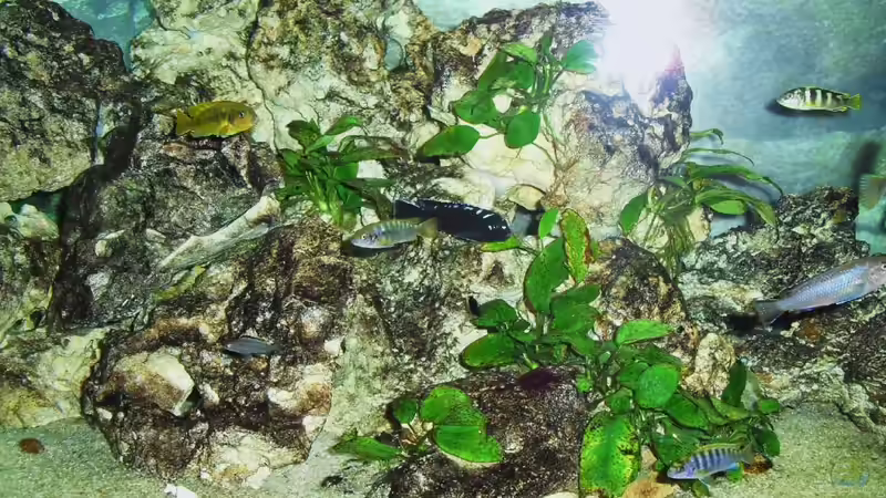 Besatz im Aquarium Malawi-Nature von MiCa (19)