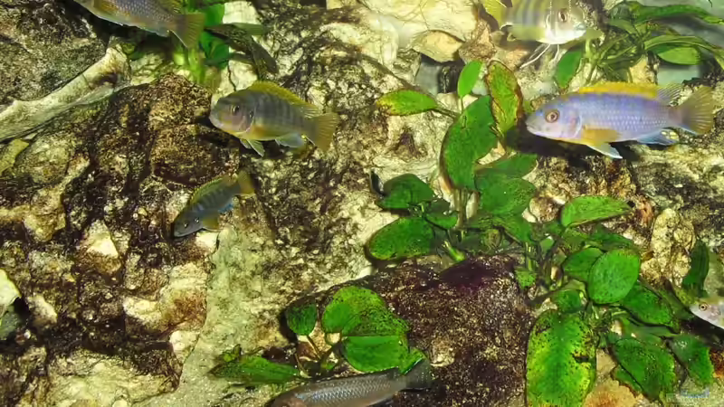 Besatz im Aquarium Malawi-Nature von MiCa (20)