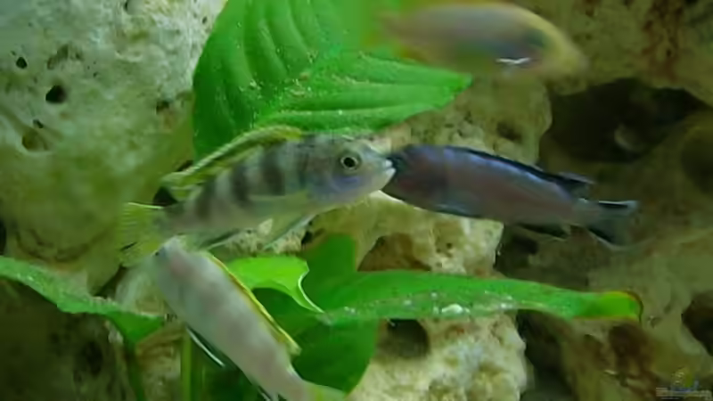 Besatz im Aquarium Malawi-Nature von MiCa (7)