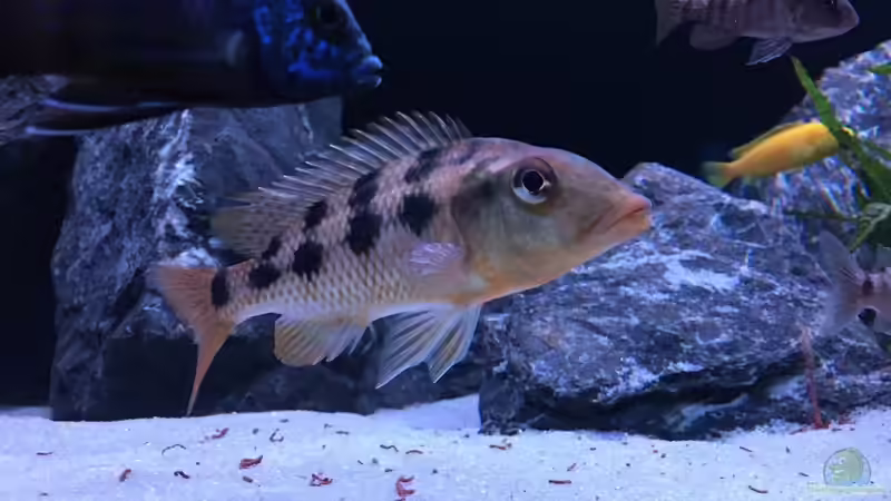 Besatz im Aquarium Malawi Non-Mbuna von andi15 (11)