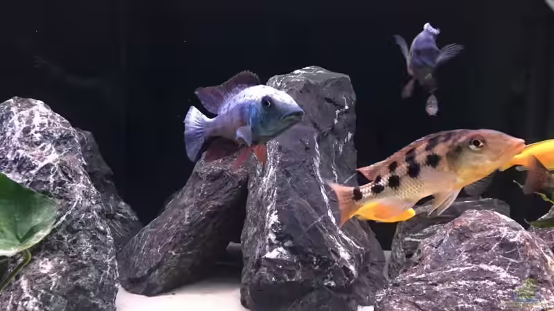 Besatz im Aquarium Malawi Non-Mbuna von andi15 (12)