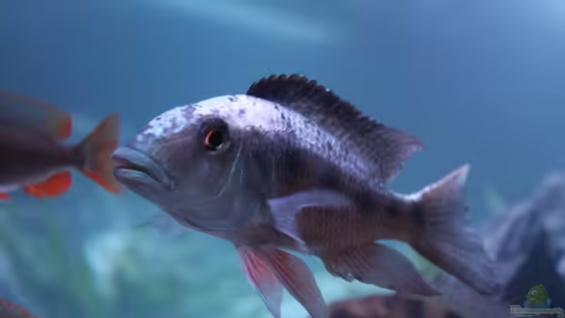 Besatz im Aquarium Malawi Non-Mbuna von andi15 (7)