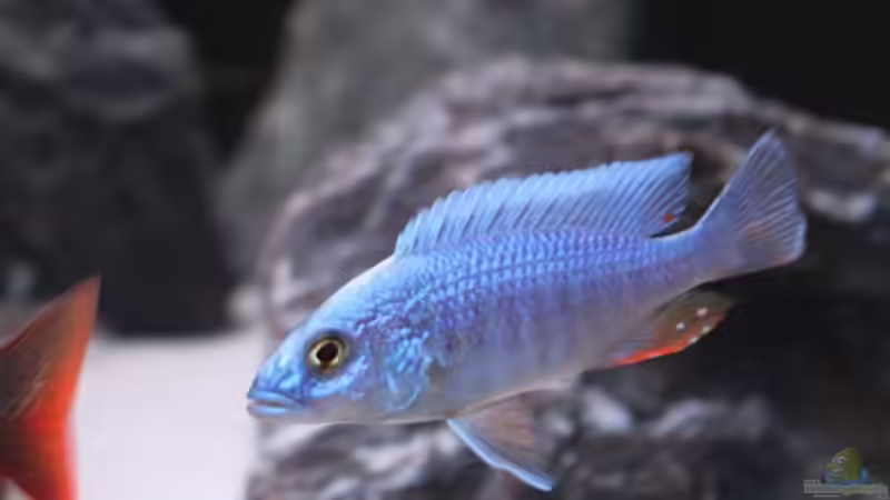 Besatz im Aquarium Malawi Non-Mbuna von andi15 (8)