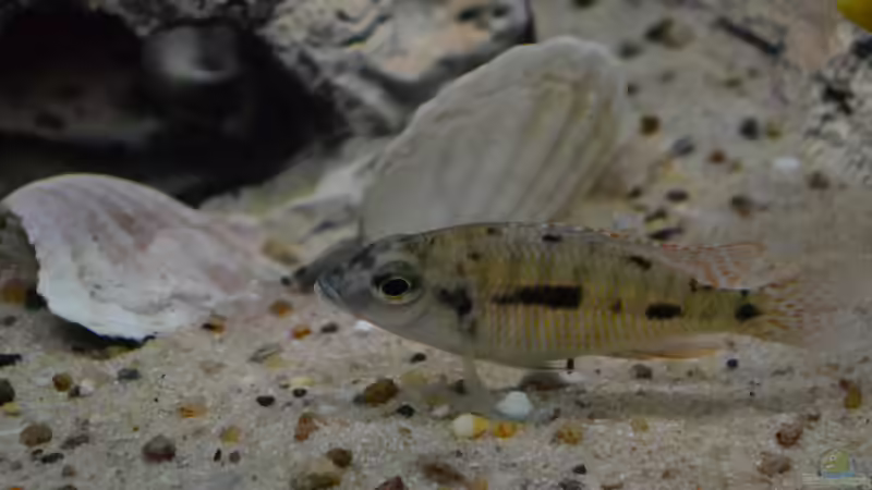 Besatz im Aquarium Malawi NonMbuna von Charmin (30)