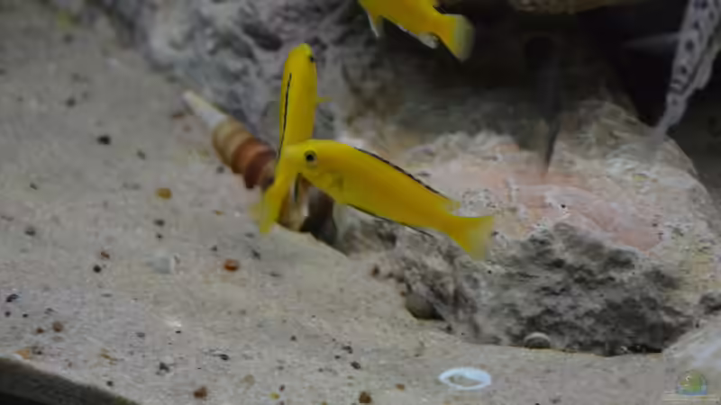 Besatz im Aquarium Malawi NonMbuna von Charmin (31)