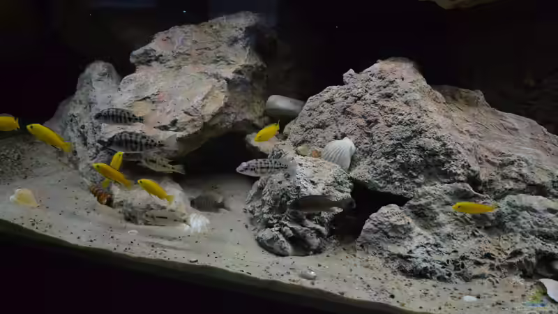 Besatz im Aquarium Malawi NonMbuna von Charmin (32)