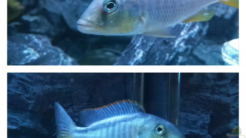 Besatz im Aquarium Malawi Nonmbunas von Ella Tinkerbella (14)