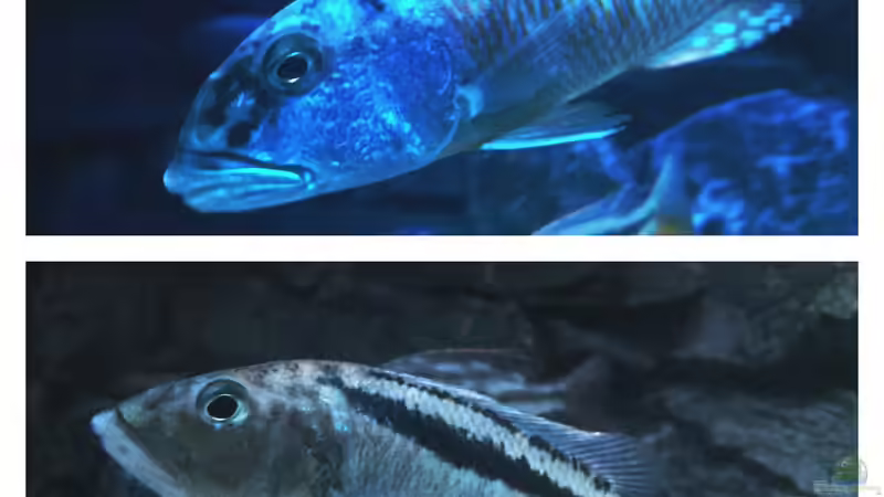 Besatz im Aquarium Malawi Nonmbunas von Ella Tinkerbella (15)