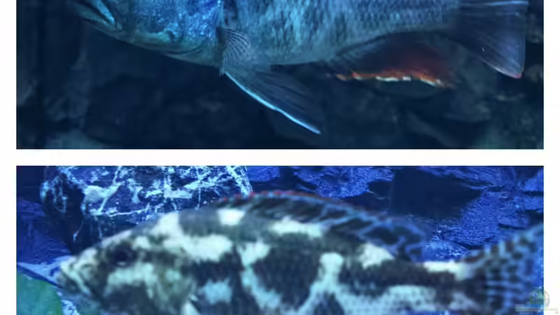 Besatz im Aquarium Malawi Nonmbunas von Ella Tinkerbella (17)