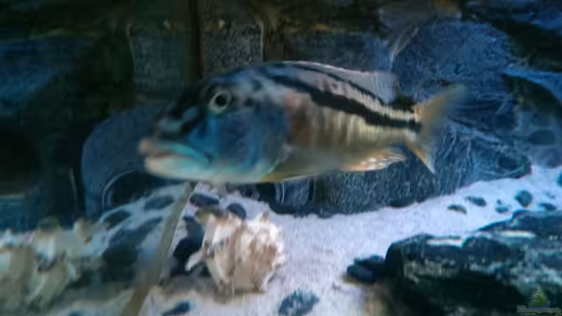 Besatz im Aquarium Malawi Nonmbunas von Ella Tinkerbella (18)