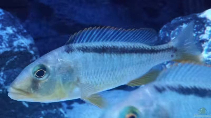 Besatz im Aquarium Malawi Nonmbunas von Ella Tinkerbella (19)