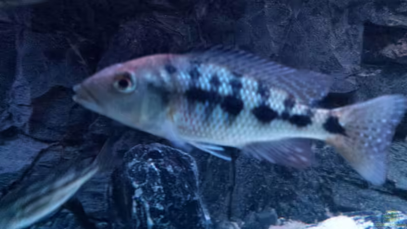 Besatz im Aquarium Malawi Nonmbunas von Ella Tinkerbella (20)