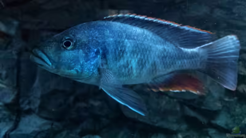 Besatz im Aquarium Malawi Nonmbunas von Ella Tinkerbella (21)