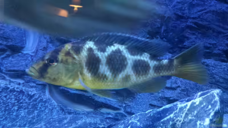 Besatz im Aquarium Malawi Nonmbunas von Ella Tinkerbella (23)