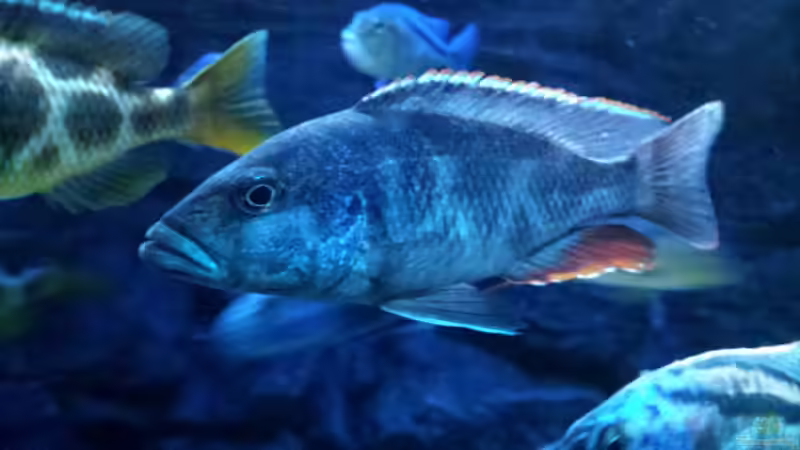 Besatz im Aquarium Malawi Nonmbunas von Ella Tinkerbella (24)