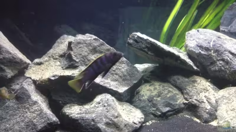 Besatz im Aquarium Malawi (nur noch als Beispiel) von der Steirer (18)