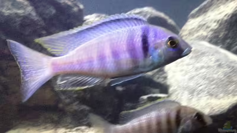 Besatz im Aquarium Malawi (nur noch als Beispiel) von der Steirer (19)