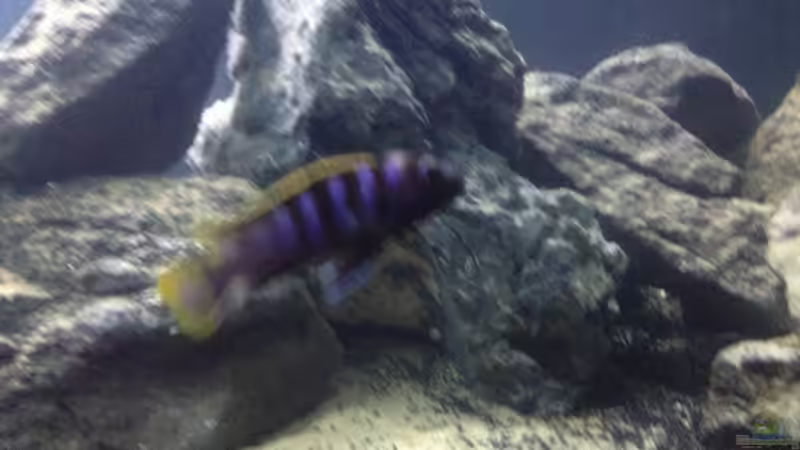 Besatz im Aquarium Malawi (nur noch als Beispiel) von der Steirer (20)