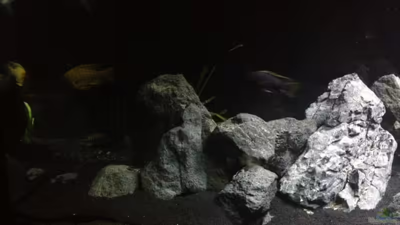 Besatz im Aquarium Malawi (nur noch als Beispiel) von der Steirer (21)