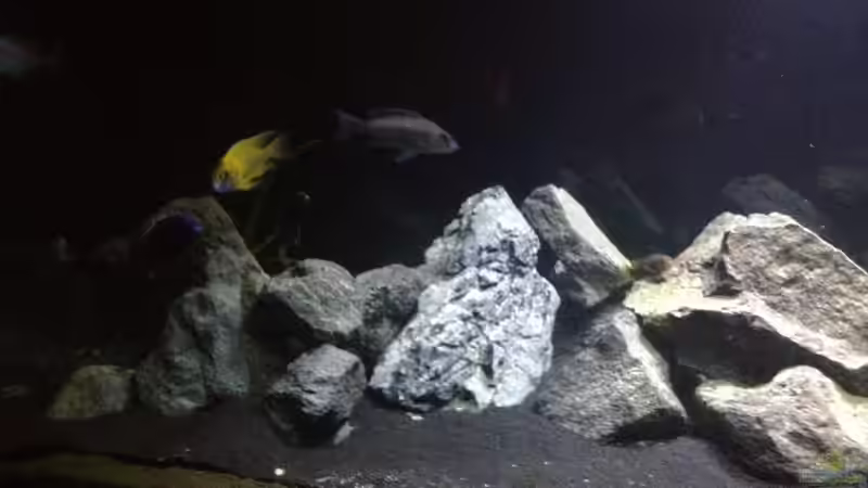 Besatz im Aquarium Malawi (nur noch als Beispiel) von der Steirer (22)