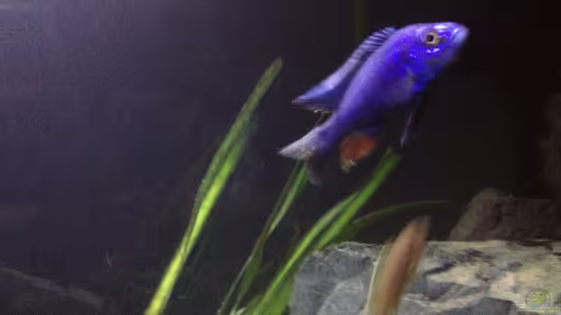 Besatz im Aquarium Malawi (nur noch als Beispiel) von der Steirer (23)