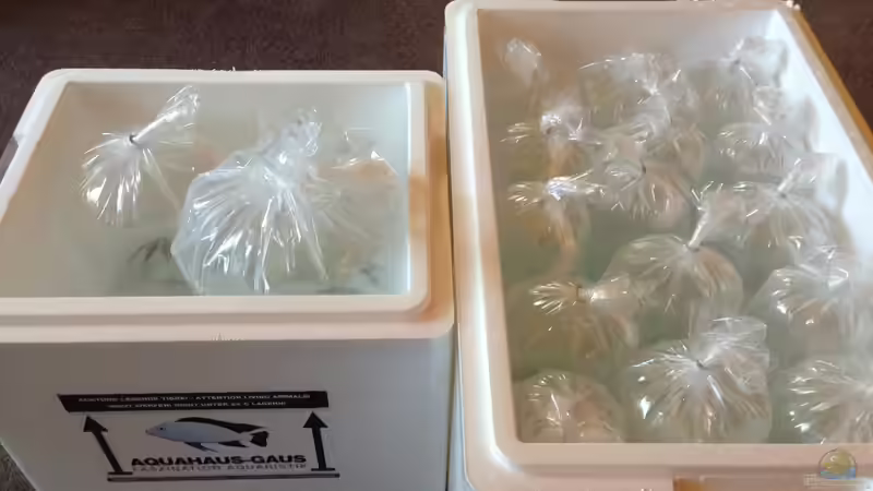 Besatz im Aquarium Malawi (nur noch Beispiel) von andreas32 (38)