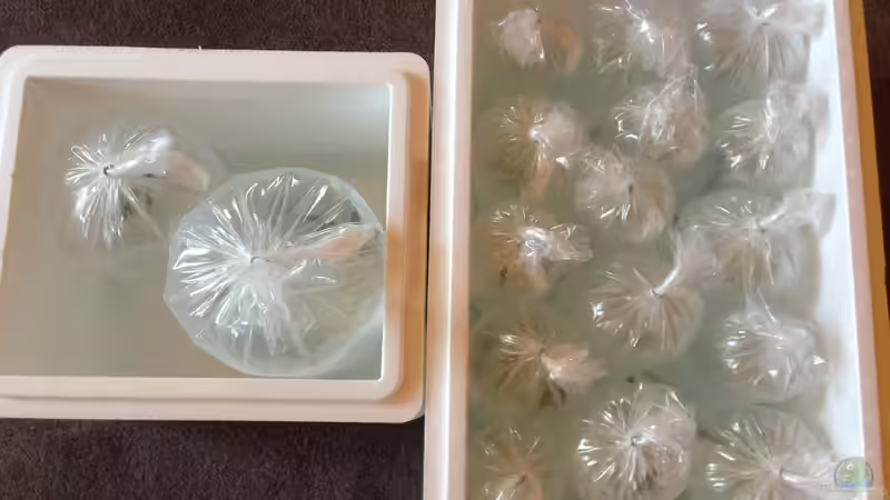 Besatz im Aquarium Malawi (nur noch Beispiel) von andreas32 (39)