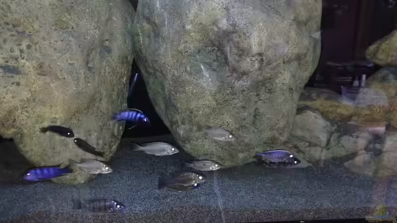 Besatz im Aquarium Malawi (nur noch Beispiel) von andreas32 (41)