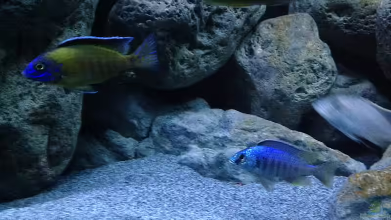 Besatz im Aquarium Malawi (nur noch Beispiel) von andreas32 (42)