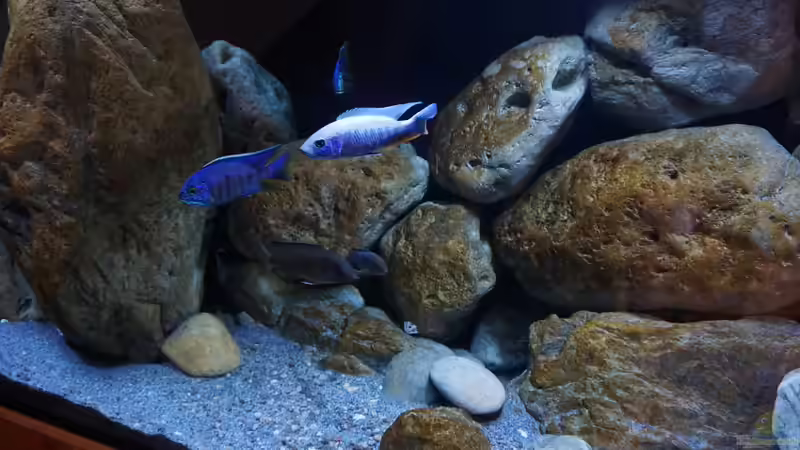 Besatz im Aquarium Malawi (nur noch Beispiel) von andreas32 (44)