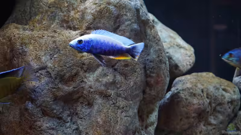 Besatz im Aquarium Malawi (nur noch Beispiel) von andreas32 (48)