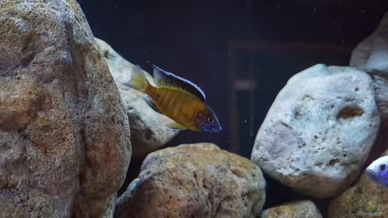 Besatz im Aquarium Malawi (nur noch Beispiel) von andreas32 (50)