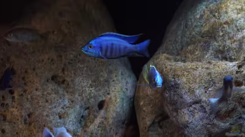 Besatz im Aquarium Malawi (nur noch Beispiel) von andreas32 (51)