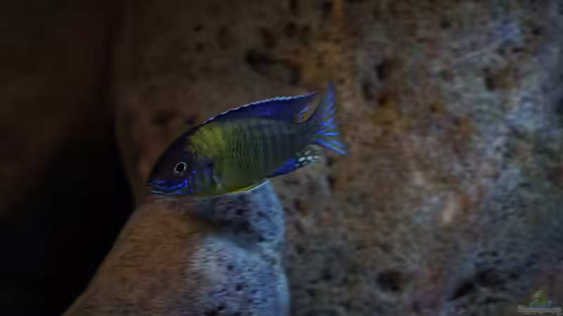 Besatz im Aquarium Malawi (nur noch Beispiel) von andreas32 (52)