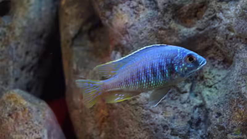 Besatz im Aquarium Malawi (nur noch Beispiel) von andreas32 (53)