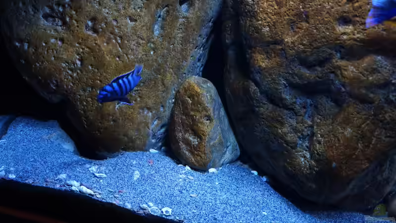 Besatz im Aquarium Malawi (nur noch Beispiel) von andreas32 (55)