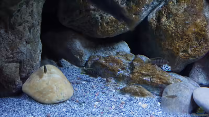 Besatz im Aquarium Malawi (nur noch Beispiel) von andreas32 (56)