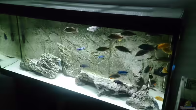 Besatz im Aquarium Malawi Pfütze von Warsteiner (15)