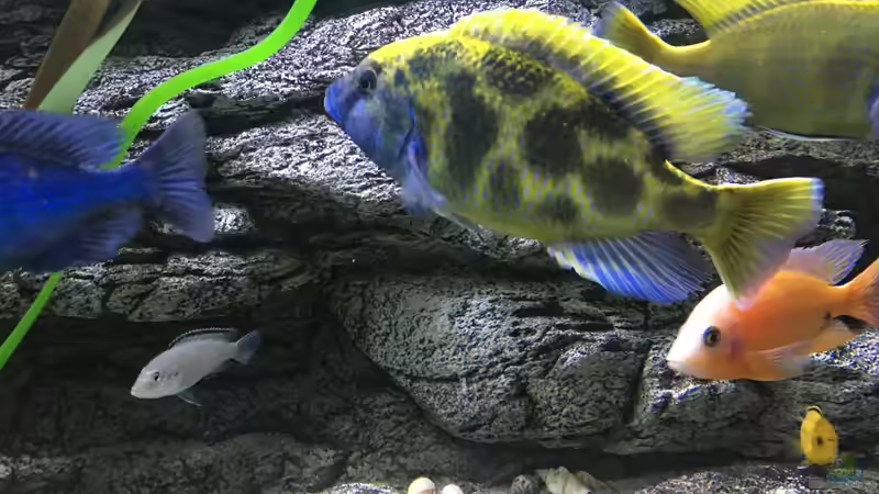 Besatz im Aquarium Malawi Purkersdorf von Purki (100)