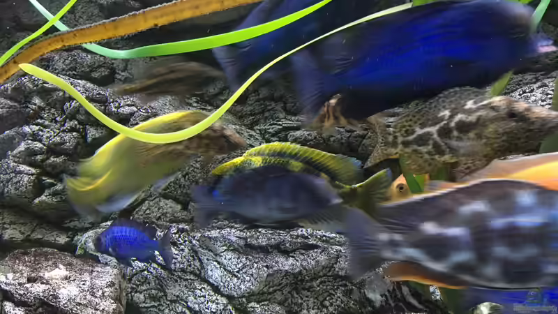 Besatz im Aquarium Malawi Purkersdorf von Purki (101)