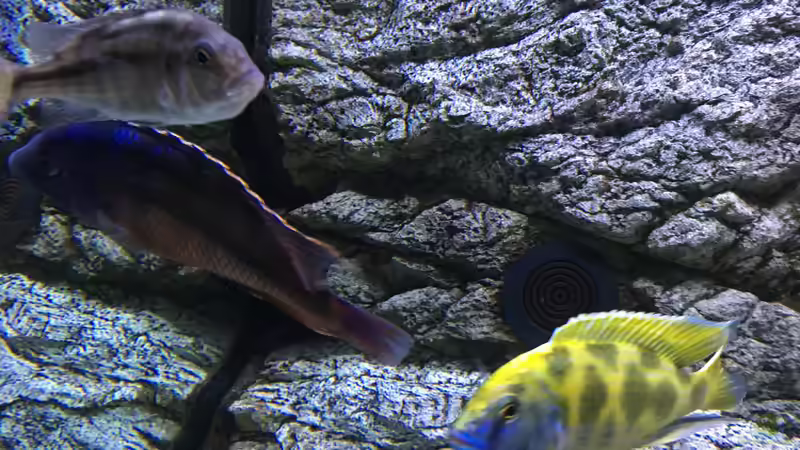 Besatz im Aquarium Malawi Purkersdorf von Purki (106)