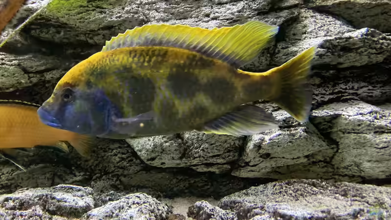 Besatz im Aquarium Malawi Purkersdorf von Purki (90)