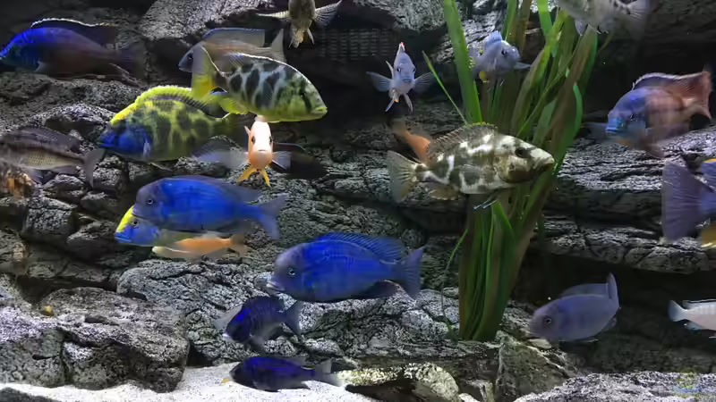 Besatz im Aquarium Malawi Purkersdorf von Purki (92)